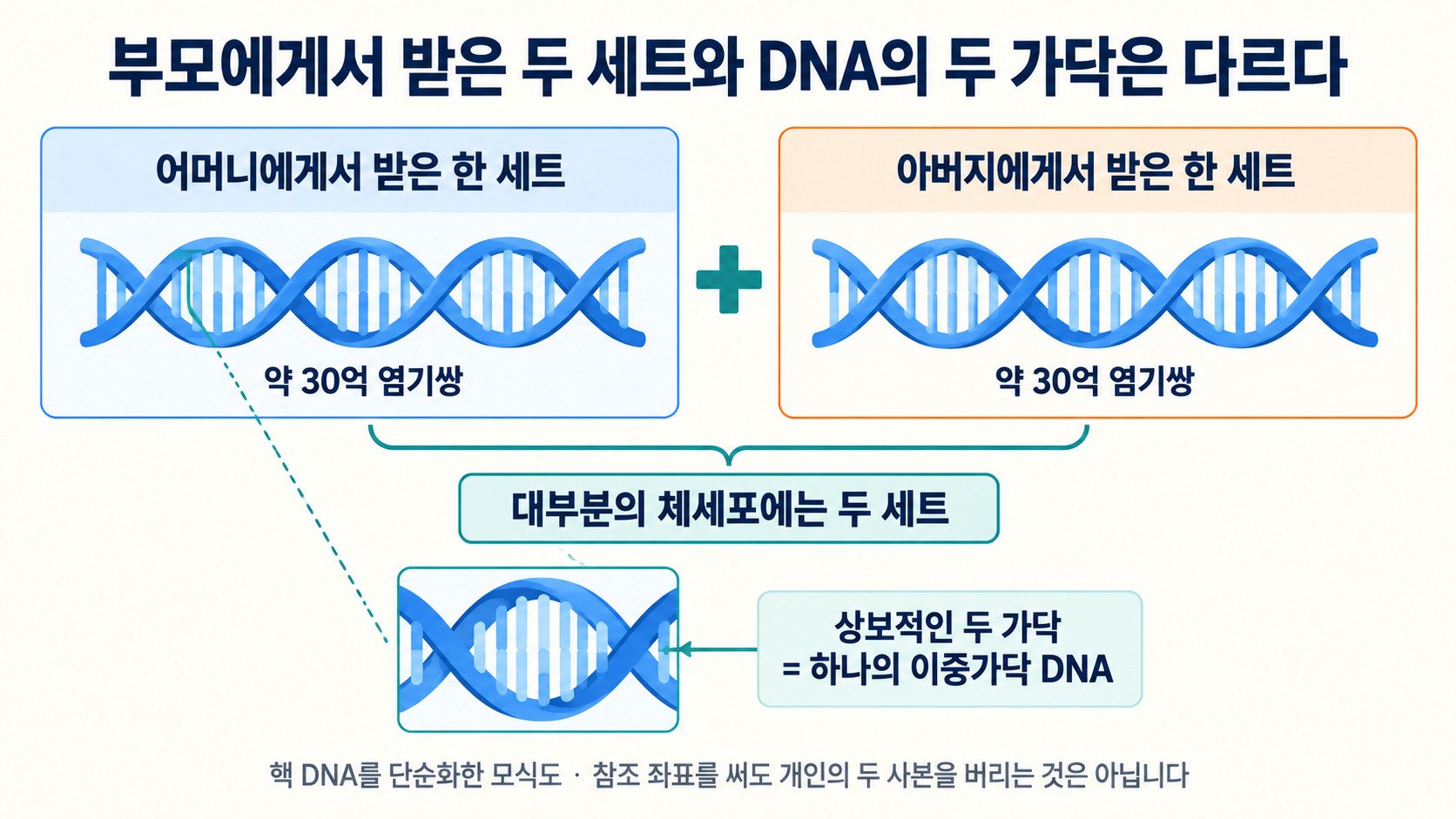 부모에게서 받은 두 세트의 염기 서열과 DNA 이중나선 두 가닥의 관계를 설명한 도해